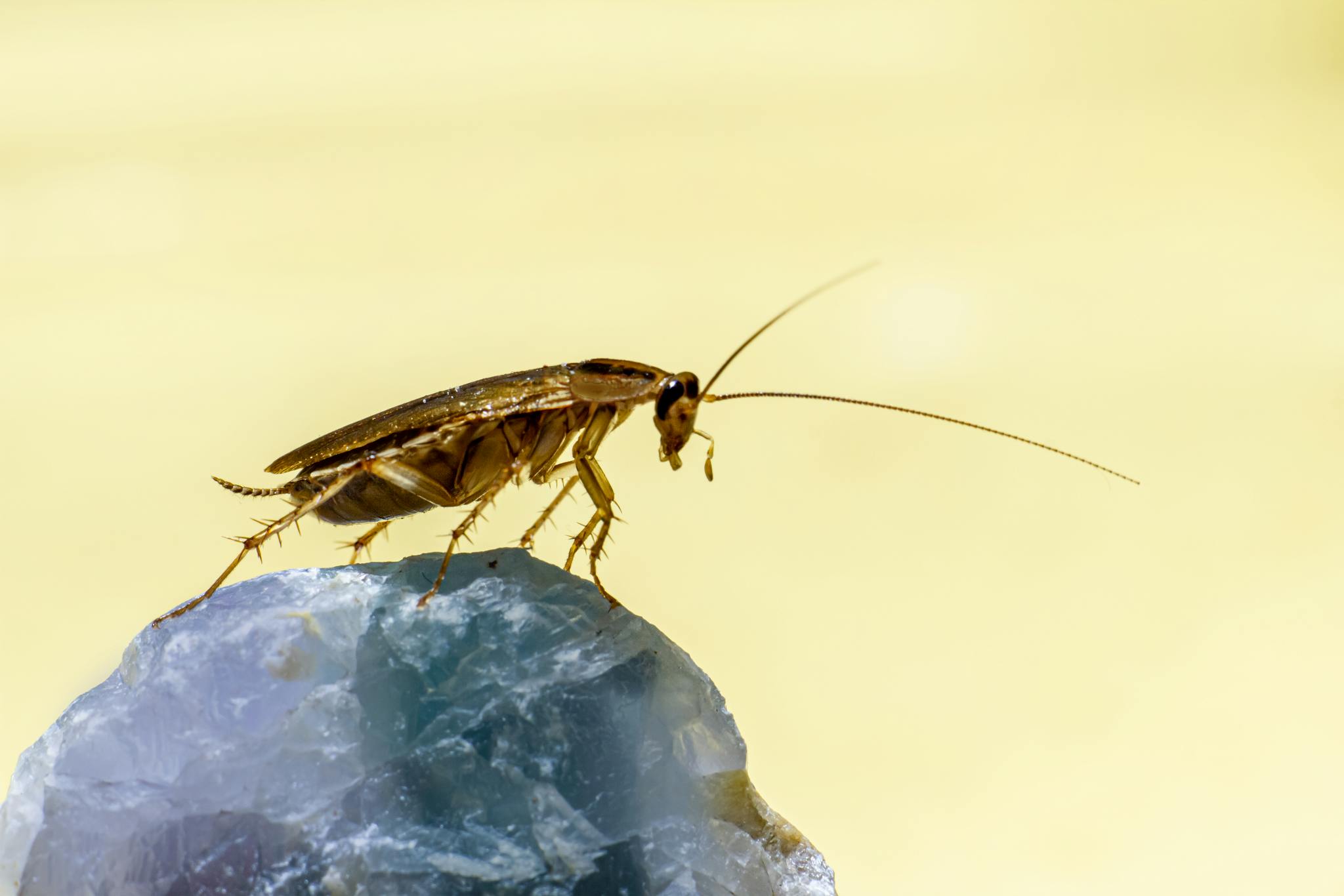 Detailed macro shot of a cockroach on a gemstone, showcasing the insect's features.