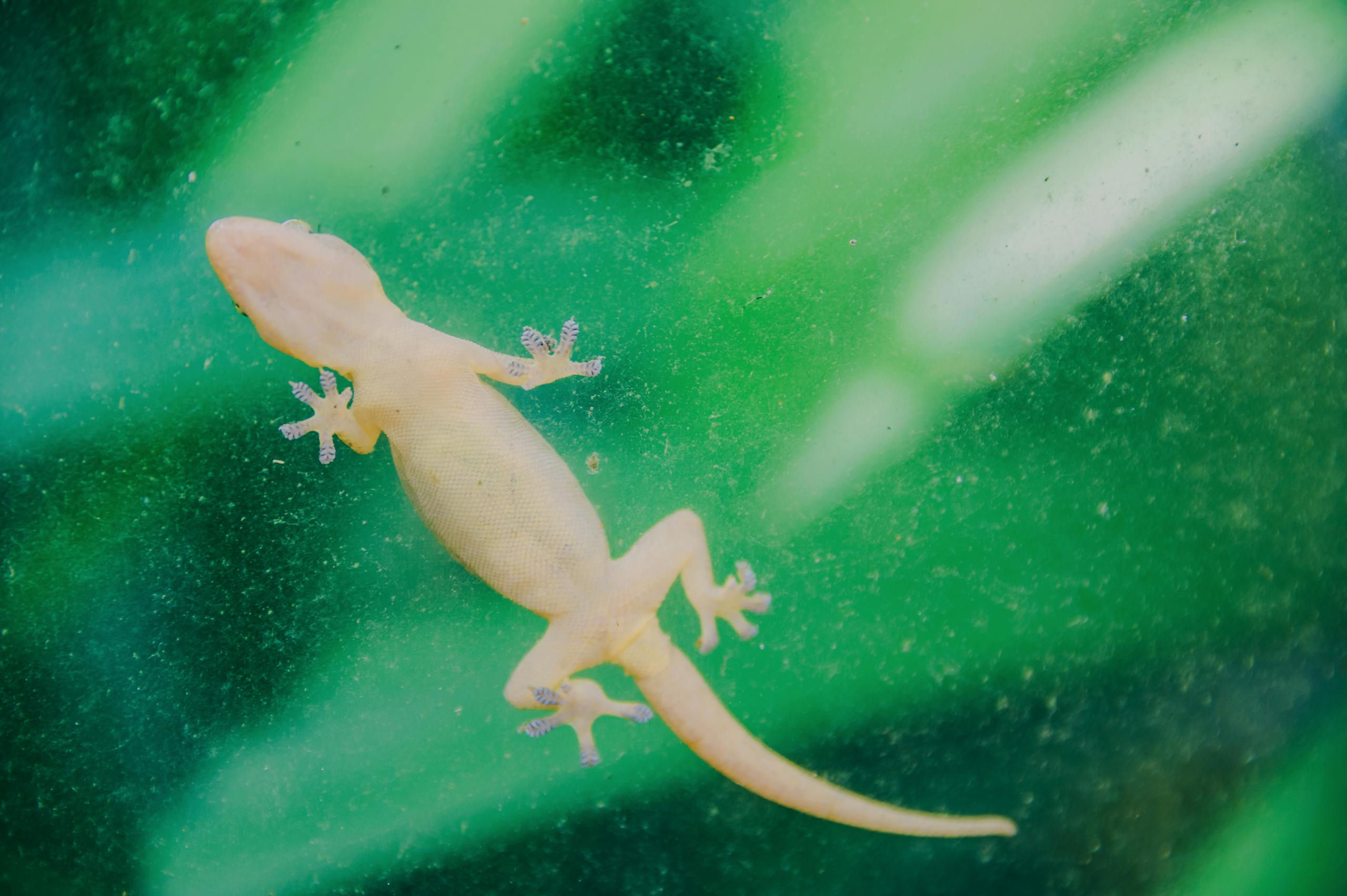A close-up image of a small gecko on a vibrant green glass surface.