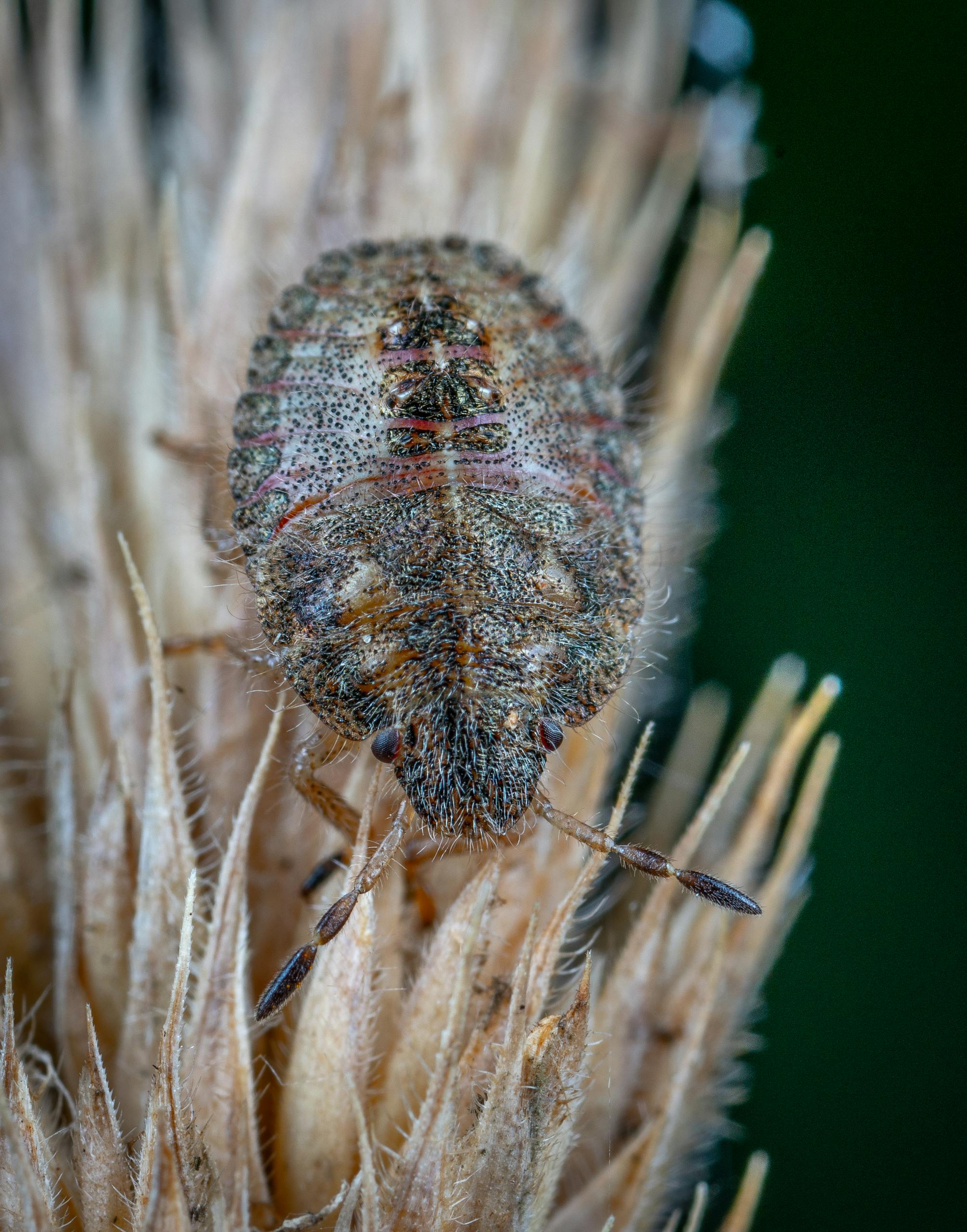Close-up macro shot of a common bed bug perched on plant material, showcasing the intricate details of its exoskeleton.